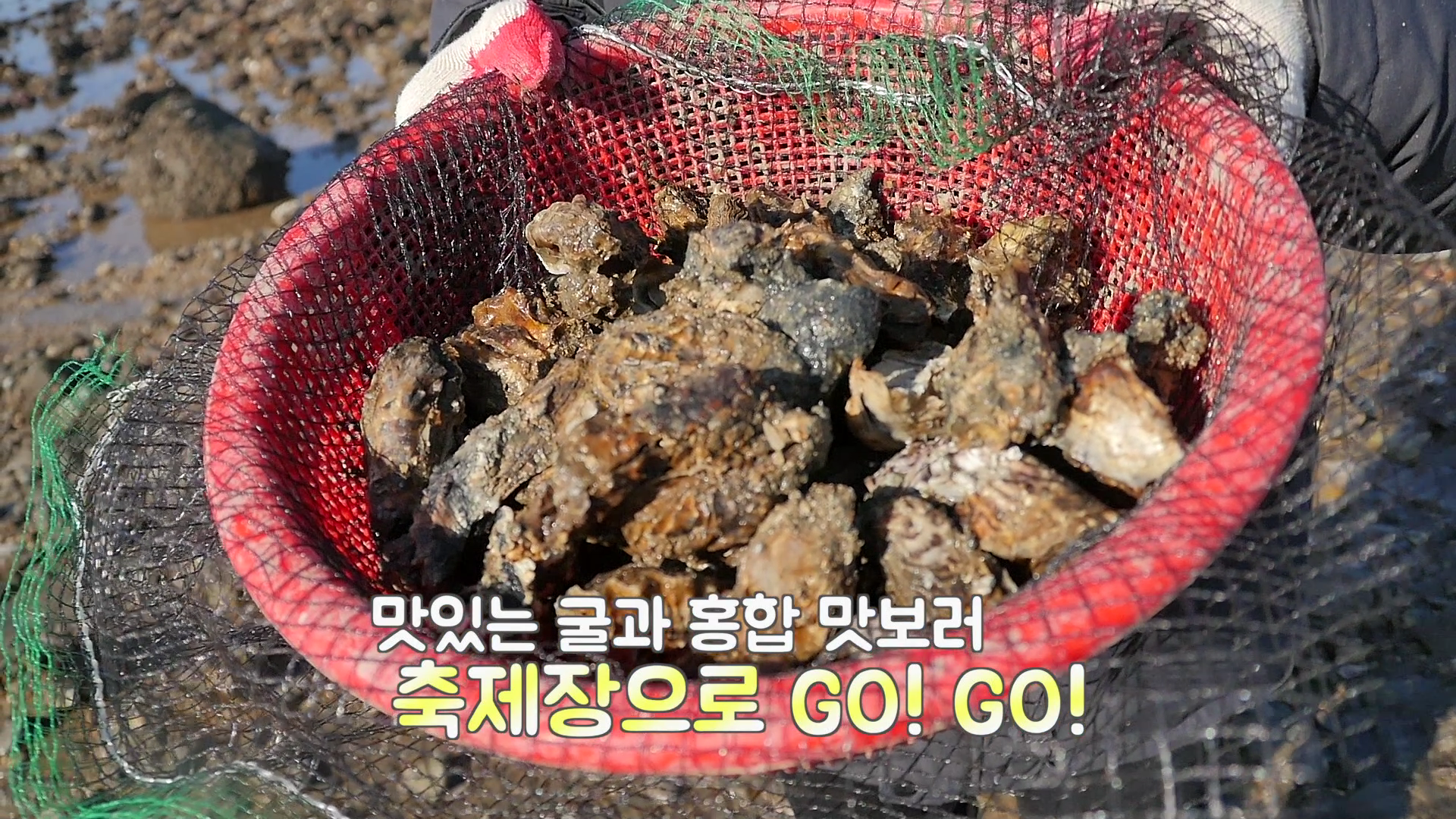 제1회 무창포 홍굴이 축제